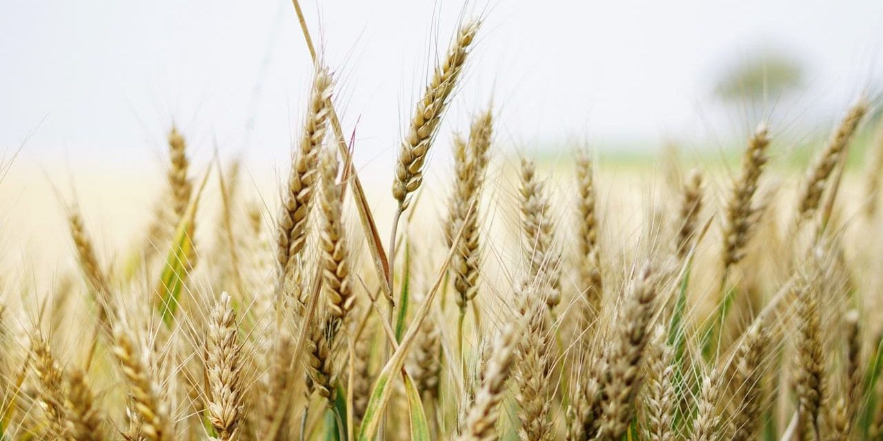 agriculture-arable-barley-close-up-265278